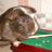 Guinea pig icon graphics