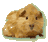 Guinea pig icon graphics