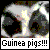 Guinea pig