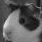 Guinea pig icon graphics