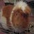 Guinea pig icon graphics