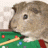 Guinea pig icon graphics