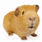 Guinea pig icon graphics