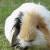 Guinea pig icon graphics