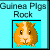 Guinea pig