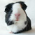 Guinea pig icon graphics