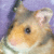 Hamsters icon graphics