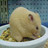 Hamsters icon graphics