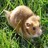 Hamsters icon graphics