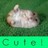 Hamsters icon graphics