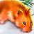 Hamsters icon graphics