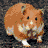 Hamsters icon graphics