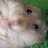 Hamsters icon graphics