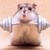 Hamsters icon graphics