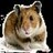 Hamsters icon graphics