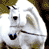 Horses icon graphics