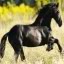 Horses icon graphics