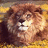 Lions icon graphics