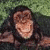Monkeys icon graphics