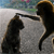Monkeys icon graphics