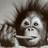 Monkeys icon graphics