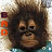Monkeys icon graphics