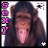 Monkeys icon graphics