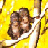 Monkeys icon graphics