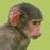 Monkeys icon graphics