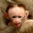 Monkeys icon graphics