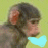 Monkeys icon graphics
