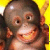 Monkeys icon graphics