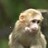 Monkeys icon graphics