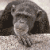 Monkeys icon graphics