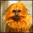 Monkeys icon graphics