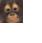 Monkeys icon graphics