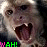 Monkeys icon graphics