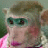 Monkeys icon graphics