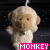 Monkeys icon graphics