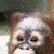 Monkeys icon graphics