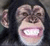 Monkeys icon graphics