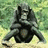 Monkeys icon graphics