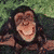 Monkeys icon graphics