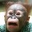 Monkeys icon graphics