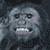 Monkeys icon graphics