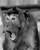 Monkeys icon graphics