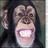 Monkeys icon graphics