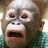 Monkeys icon graphics