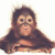 Monkeys icon graphics