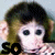Monkeys icon graphics